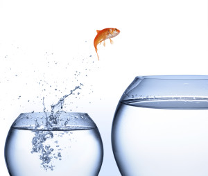 Get Ready to Grow Your Business with Little Fish Studios Web Design